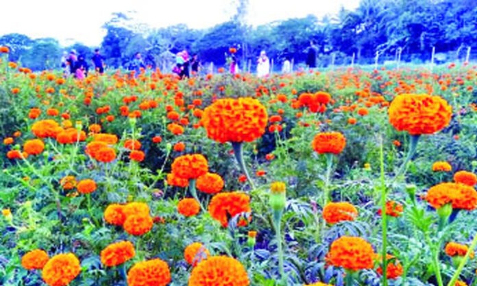 ফুলচাষ করে লোকসানের মুখে কৃষকরা