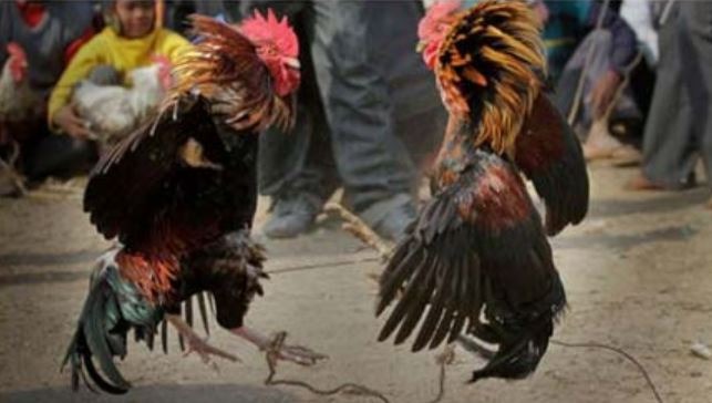মোরগ তার মালিককে হত্যা করে