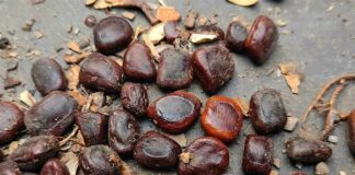 ভারত থেকে আমদানি হচ্ছে তেঁতুল বিচি