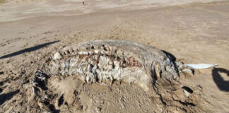 সাগর উপকূলে রহস্যময় প্রাণীর দেহ