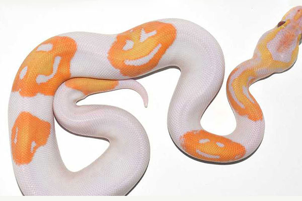 স্মাইলি সদৃশ পাইথন