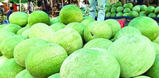 রাঙামাটি জেলায় তরমুজ