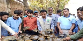 বিরল প্রজাতির কচ্ছপ