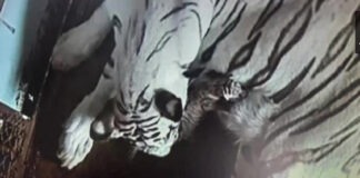 হোয়াইট টাইগার