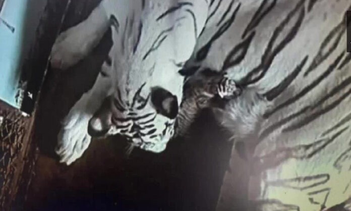 হোয়াইট টাইগার হোয়াইট টাইগার