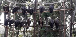 খোলা আকাশে অবমুক্ত বিলুপ্ত প্রায় ১৬ শকুন বিলুপ্ত প্রায় শকুন