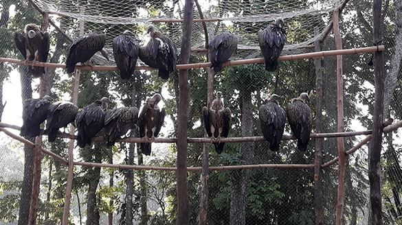 বিলুপ্ত প্রায় শকুন