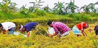 ধান কেটে দিল ছাত্রলীগ