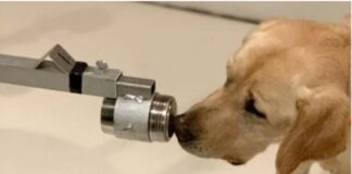 স্নিগিং ডগ