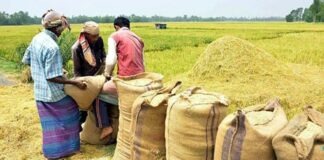 ধান ও চাল কিনবে সরকার