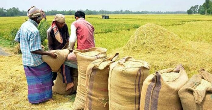 ধান ও চাল কিনবে সরকার