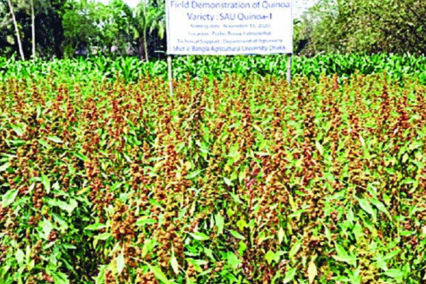 সুপার ফুড কিনোয়া
