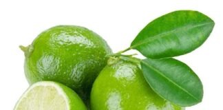 লেবু চাষে সফল উদ্যোক্তারা