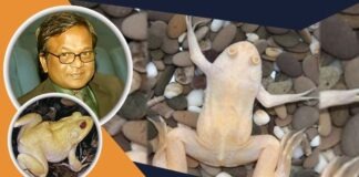 বিষাক্ত সাদা ব্যাঙ