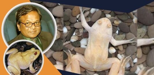 বিষাক্ত সাদা ব্যাঙ