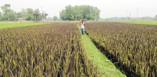 কৃষকের জমিতে শোভা পাচ্ছে বেগুনি ধান