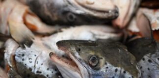 স্যামন মাছ