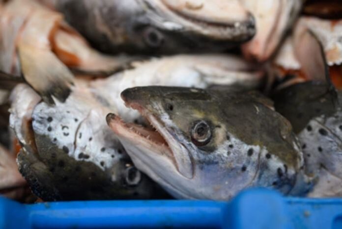 স্যামন মাছ স্যামন মাছ