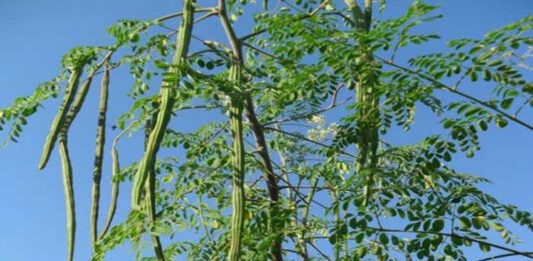 মিরাক্কেল ট্রি