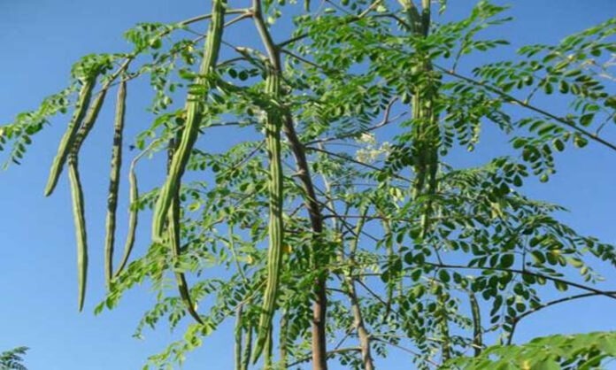 মিরাক্কেল ট্রি মিরাক্কেল ট্রি