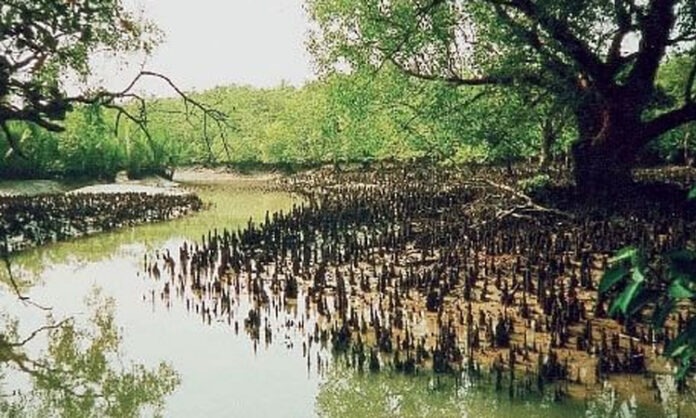 সুন্দরবনের পর্যটনকেন্দ্র বন্ধ ঘোষণা