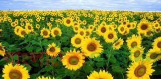 সূর্যমুখী