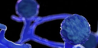 ব্ল্যাক ফাঙ্গাস