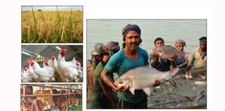 কৃষি খাতে এগিয়ে শিক্ষিত যুবকেরা