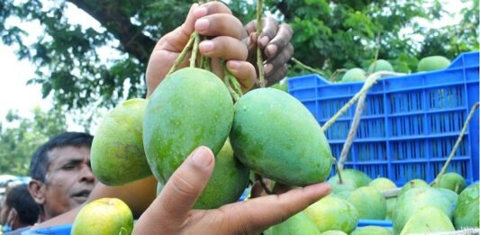 ৫ হাজার টাকা পুঁজি নিয়ে শুরু, বিক্রি ২০ লাখ গোপালভোগ আম