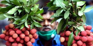 দেশি জাতের লিচু