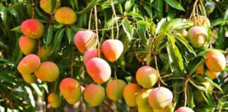 রাজশাহীর আম