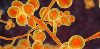 ইয়েলো ফাঙ্গাস