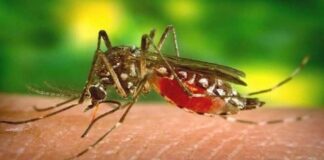 ডেঙ্গু আক্রান্ত আরও ২৮৭ জন হাসপাতালে