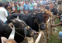 দেশে পর্যাপ্ত পরিমাণ কোরবানির পশু আছে, আমদানির প্রয়োজন নেই : প্রাণিসম্পদ মন্ত্রী