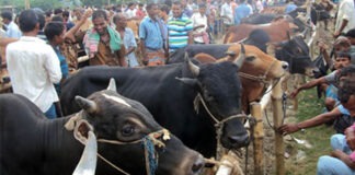কোরবানির পশুর হাট বয়কটের পরামর্শঃ কারিগরি পরামর্শক কমিটি