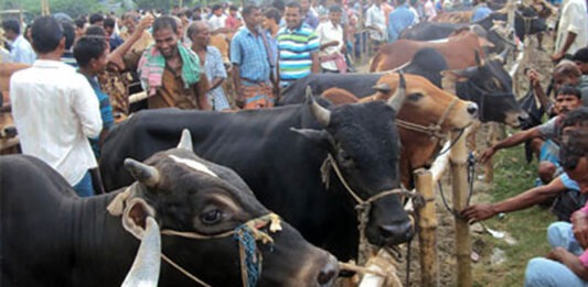 কোরবানির পশুর হাট বয়কটের পরামর্শঃ কারিগরি পরামর্শক কমিটি কোরবানির পশুর হাট বয়কটের পরামর্শঃ কারিগরি পরামর্শক কমিটি