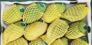 এবার পাকিস্তান থেকে রাষ্ট্রপতি ও প্রধানমন্ত্রীর জন্য আম উপহার পাঠাল