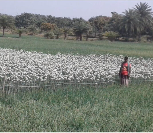 ফসলের মাঠে উকি দিচ্ছে পিঁয়াজের ফুল