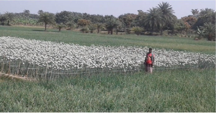 ফসলের মাঠে উকি দিচ্ছে পিঁয়াজের ফুল