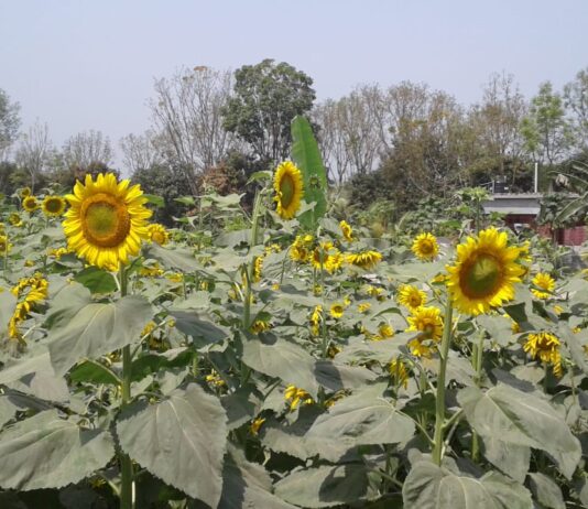তেলের দাম বৃদ্ধিতে বিকল্প চিন্তা আব্দুস সালামের তেলের দাম বৃদ্ধিতে বিকল্প চিন্তা আব্দুস সালামের