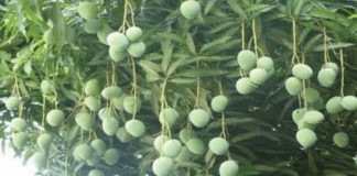 আসছে আমের মৌসুম