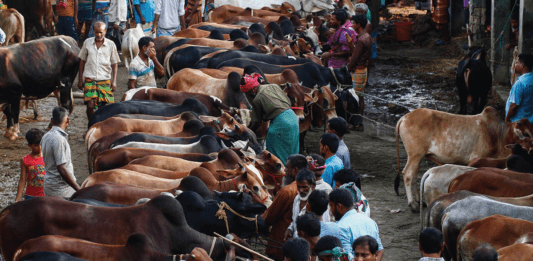 এ বছর রাজধানীতে ১৯ স্থানে বসবে পশুর হাট