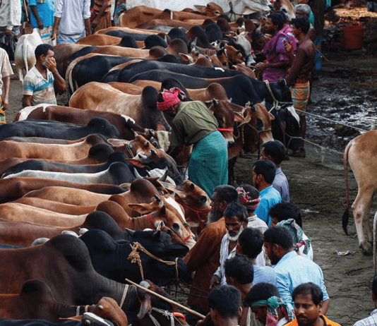 এ বছর রাজধানীতে ১৯ স্থানে বসবে পশুর হাট