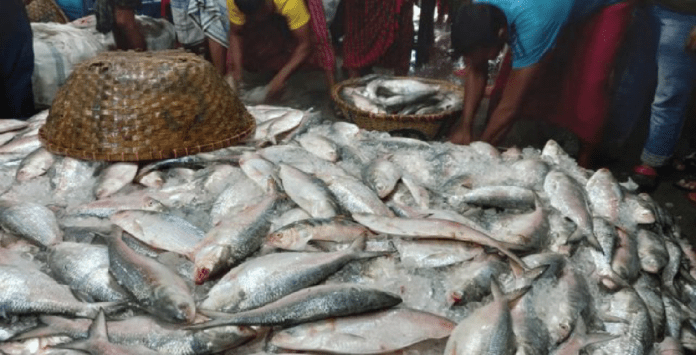 ৭ অক্টোবর থেকে ইলিশ ধরা বন্ধ