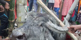 পাগলা মহিষের আক্রমণে নিহত ৩