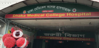 লিচুর বিচি