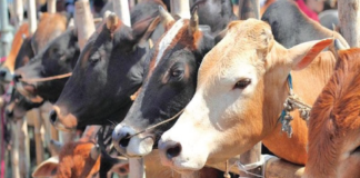 গরু আমদানির নির্দেশনা চেয়ে রিট