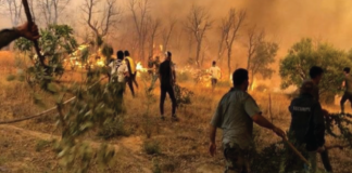 আলজেরিয়ায় ভয়াবহ দাবানলে অন্তত ৩০ জন নিহত