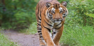 আজ বিশ্ব বাঘ দিবস