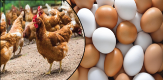 রেকর্ড মূল্যস্ফীতি